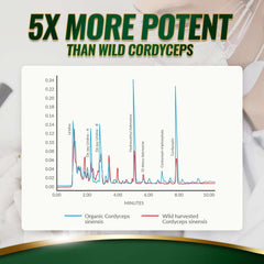 Bioactive Organic Cordyceps Ultra - Superior Potency - WeilWell